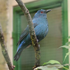 Sumatran fairy-bluebird (Irena puella crinigera)