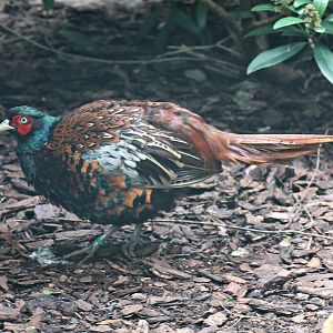 Bianchi's pheasant (Phasianus colchicus bianchii)