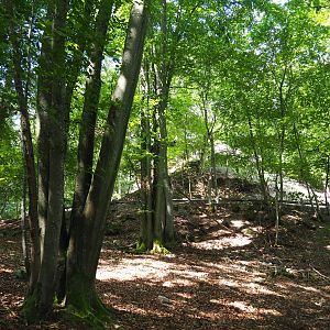 Ravine forests - Part of the Alpine chamois area, 2020-07-12