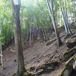 Ravine forest, 2020-07-12