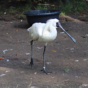 Black-faced spoonbill (Platalea minor)
