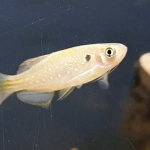 Danio dangila
