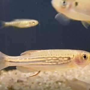 Danio meghalayensis