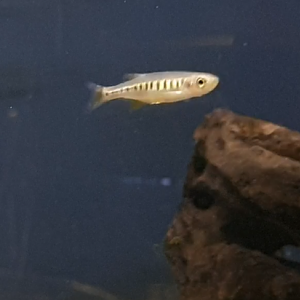 Inlecypris auropurpureus