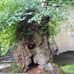 Old hollow European fluttering elm (Ulmus laevis), 2020-07-12
