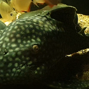 Panaque species ( L330 )