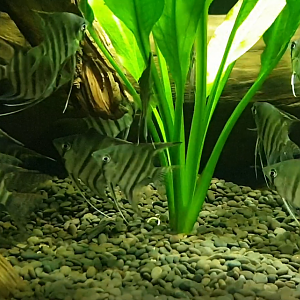 Leopold's angelfish - Pterophyllum leopoldi