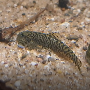 Sewellia breviventralis