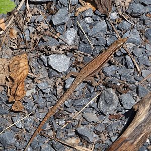 Wild common wall lizard (Podarcis muralis), 2020-07-12