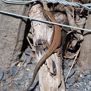 Wild common wall lizard (Podarcis muralis), 2020-07-12