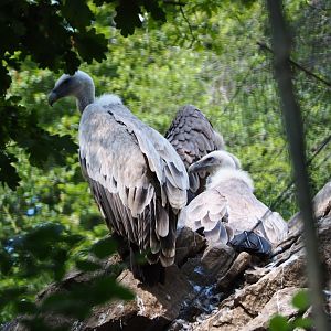 Western Eurasian griffon vultures (Gyps fulvus fulvus), 2020-07-12