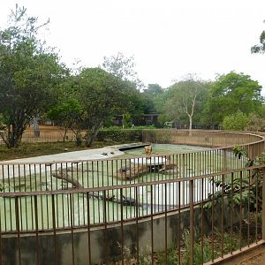 Caiman and chelonians mixed exhibit - Brasilia zoo