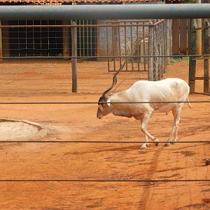 Addax - Brasilia zoo
