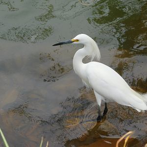 Wild heron at the zoo's lake - Brasilia zoo
