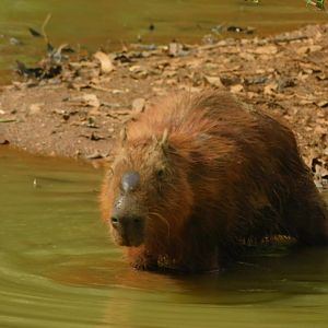 Wild capybara at the zoo's lake - Brasilia zoo