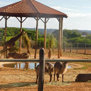 African plain exhibit (zebras, giraffes and waterbucks) - Brasilia zoo