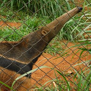 Giant anteater - Brasilia zoo
