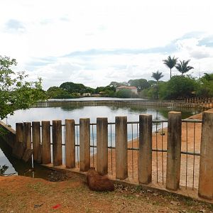 Hippo exhibit (wild capybara in the front) - Brasilia zoo