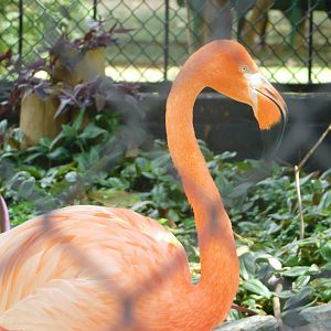 Caribbean-flamingo - Brasilia zoo