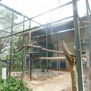 Blue-and-yellow-macaw aviary - Brasilia zoo