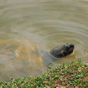 huge mazon-turtle - Brasilia zoo