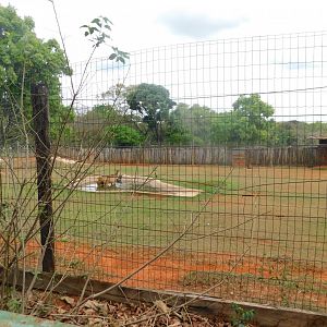 Red deer exhibit - Brasilia zoo