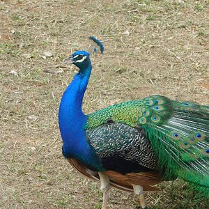 Indian-peafowl - Brasilia zoo