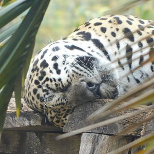 Sleeping jaguar - Brasilia zoo