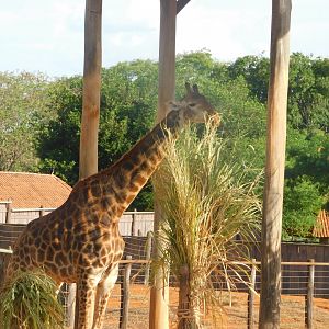 Giraffe in the african plain exhibit - Brasilia zoo