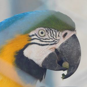 Blue-and-yellow-macaw - Brasilia zoo