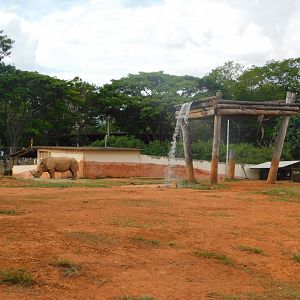 White-rhino exhibit - Brasilia zoo