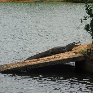 Black-caiman - Brasilia zoo