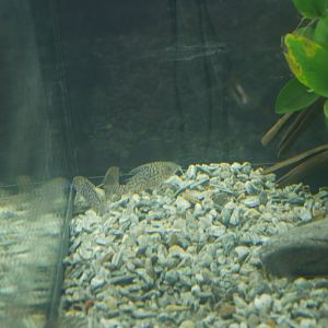 Corydoras ID