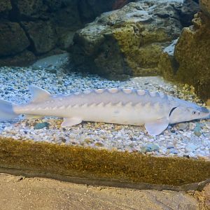 Lake Sturgeon (Acipenser fulvescens)