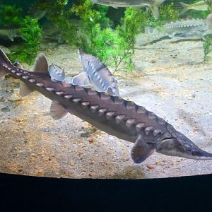 Atlantic Sturgeon (Acipenser oxirinchus oxirinchus)