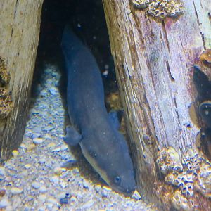 American Eel (Anguilla rostrata)