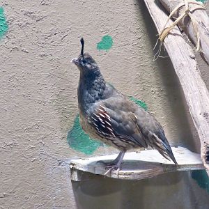 Gambel's Quail (Callipepla gambelii) female