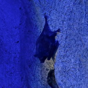 Seba's Short-Tailed Bat (Carollia perspicillata)