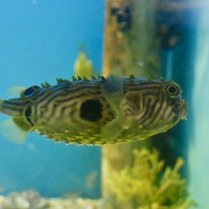 Striped Burrfish (Chilomycterus schoepfi)