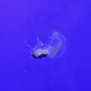 Bay Nettle (Chrysaora chesapeakei)