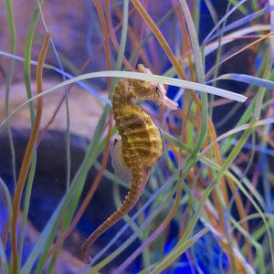 Lined Seahorse (Hippocampus erectus)