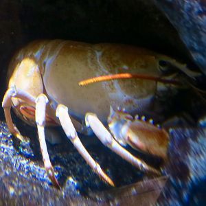 Orange American Lobster (Homarus americanus)
