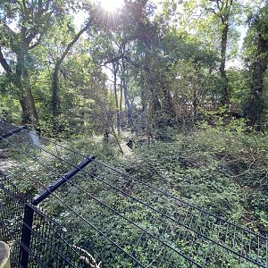 Northern Lynx enclosure in Bear Wood 290820