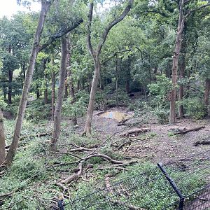 European Brown Bear enclosure in Bear Wood 290820