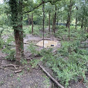 European Brown Bear enclosure in Bear Wood 290820