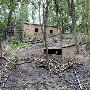 European Brown Bear/Eurasian Wolf enclosure (Bear Wood) 290820
