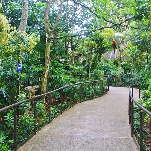 Wild Amazonia - Squirrel Monkey Forest