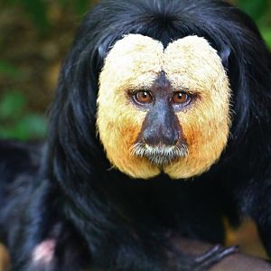 Squirrel Monkey Forest - White-faced Saki Monkey (male)