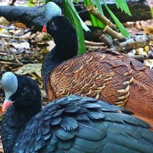 Squirrel Monkey Forest - Helmeted Curassows