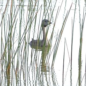 Pied-billed grebe (Podilymbus podiceps